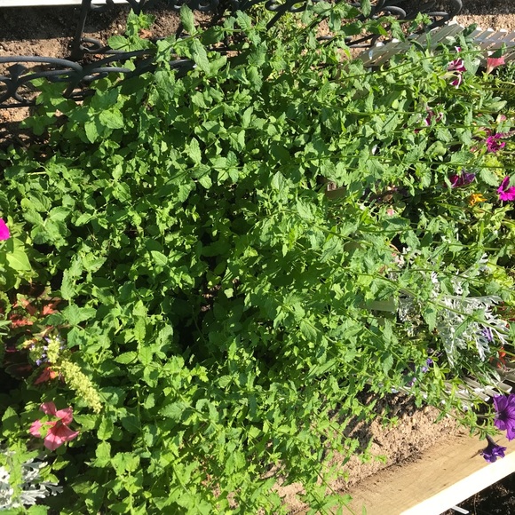 Meet your Posher, Sara Rose - Picture 7 of 12